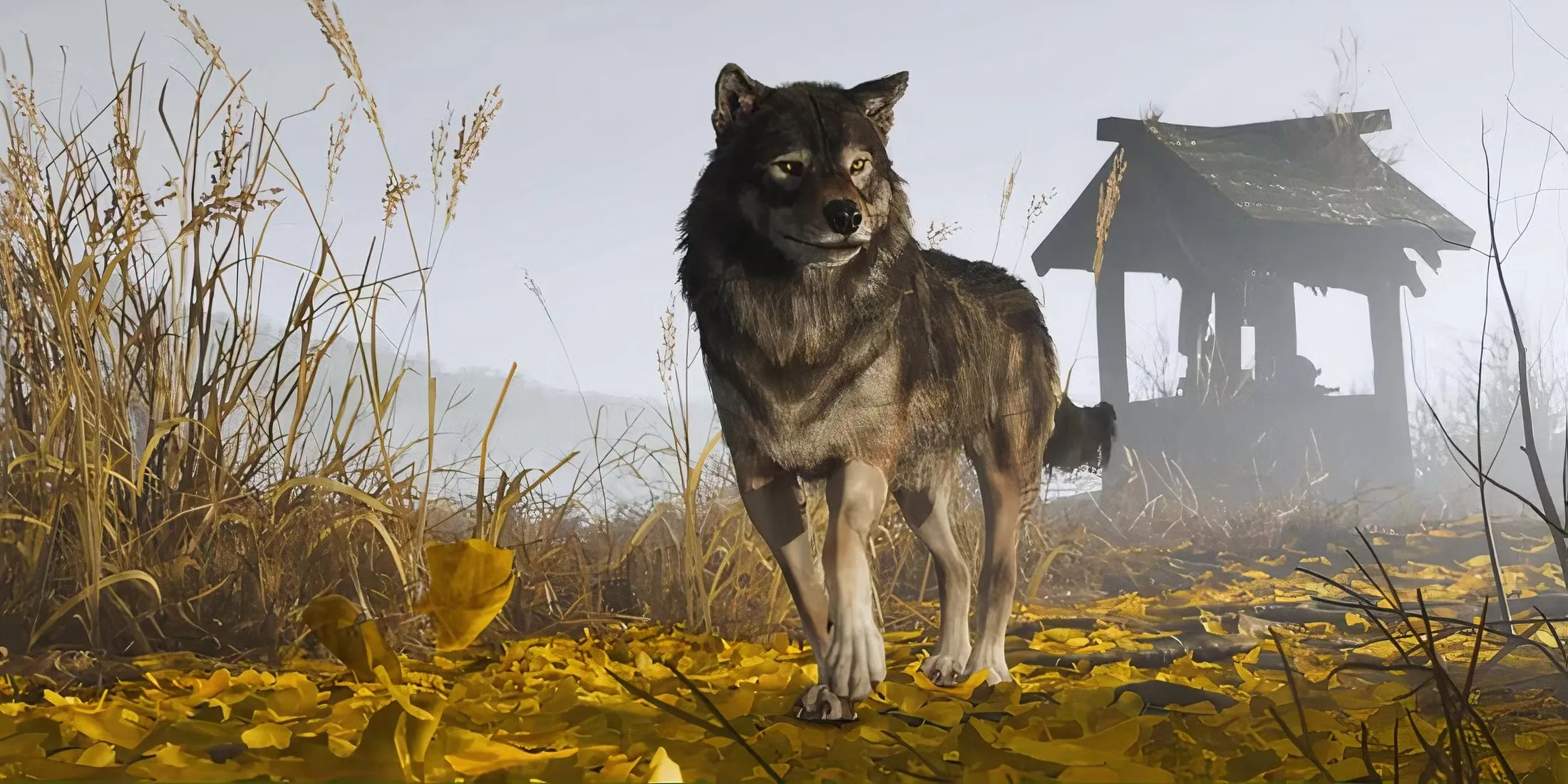 A Wolf In Ghost Of Yotei